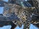 Jan Martin McGuire Pensive spotted leopard cat cougar cheetah wildlife oil painting