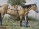Wayne Baize Soaking Up A Way Of Life saddled horse boy cowboy ranch farm western oil painting