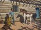 Robert Amick A New Mount cowboy paint horse western oil painting