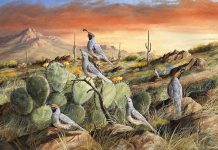 Trevor Swanson Sunset In Spring quail desert cactus cacti saguaro prickly pear mountain western wildlife oil painting