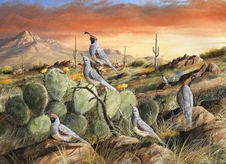 Trevor Swanson Sunset In Spring quail desert cactus cacti saguaro prickly pear mountain western wildlife oil painting
