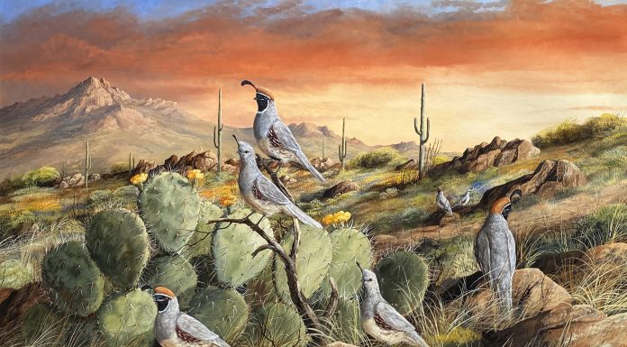 Trevor Swanson Sunset In Spring quail desert cactus cacti saguaro prickly pear mountain western wildlife oil painting