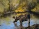 Linda Budge Thirst moose stream river brook high mountain wildlife landscape oil painting