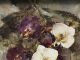 Laura Robb Orchids flowers floral still-life oil painting
