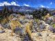 Daniel Mundy Desert Magic western landscape oil painting California