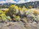 Daniel Mundy Fall Chamisa Near Taos western landscape oil painting New Mexico