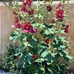 Daniel Mundy Hollyhocks In Bloom flower floral adobe plant garden Santa Fe New Mexico Taos western oil painting sold