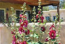 Daniel Mundy Hollyhocks In Bloom flower floral adobe plant garden Santa Fe New Mexico Taos western oil painting