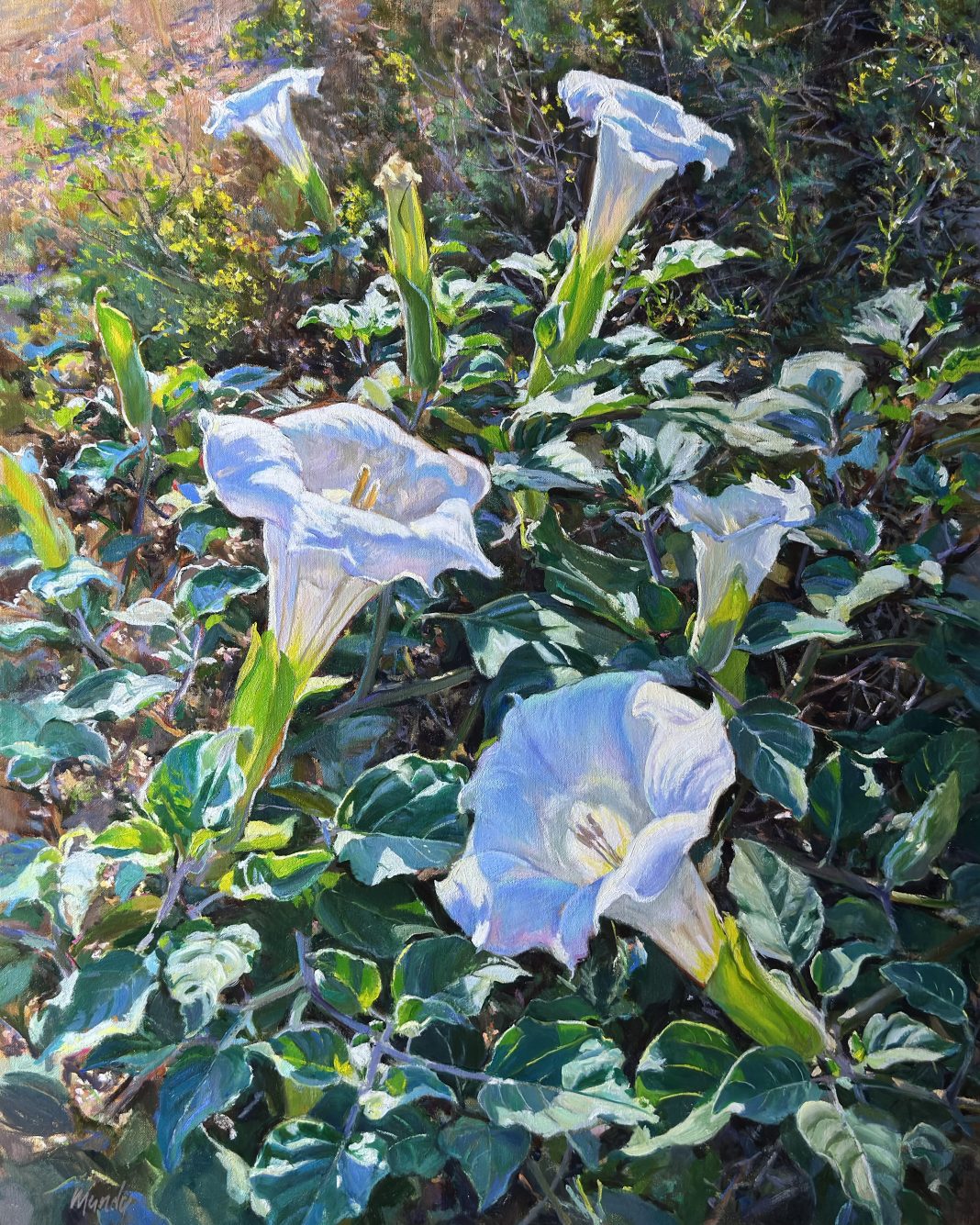Daniel Mundy Moonflowers Sacred Datura floral flower landscape oil painting
