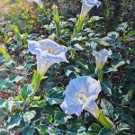 Daniel Mundy Moonflowers Sacred Datura floral flower landscape oil painting
