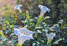 Daniel Mundy Moonflowers Sacred Datura floral flower landscape oil painting