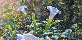 Daniel Mundy Moonflowers Sacred Datura floral flower landscape oil painting