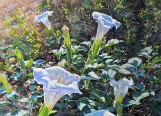 Daniel Mundy Moonflowers Sacred Datura floral flower landscape oil painting