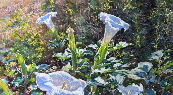 Daniel Mundy Moonflowers Sacred Datura floral flower landscape oil painting