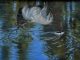 Rogue Simpson Passing Fancy elk duck drake wildlife oil painting