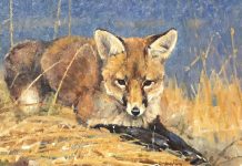 Luke Frazier The Attentive One fox butterfly wildlife oil painting