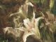 Kyle Ma Lilies flower floral still life stillife oil painting