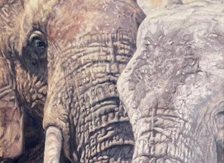 Lindsay Scott Elephant Child wildlife oil painting
