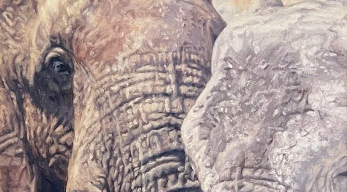 “Elephant Baby” Lindsay Scott Lindsay Scott Elephant Child wildlife oil painting