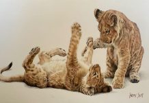 Lindsay Scott Two Cute wildlife colored pencil painting cat lion lioness