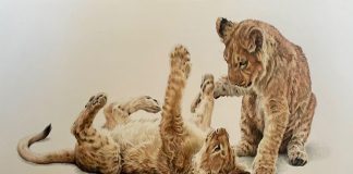 Lindsay Scott Two Cute wildlife colored pencil painting cat lion lioness