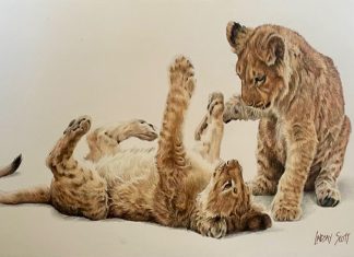 Lindsay Scott Two Cute wildlife colored pencil painting cat lion lioness