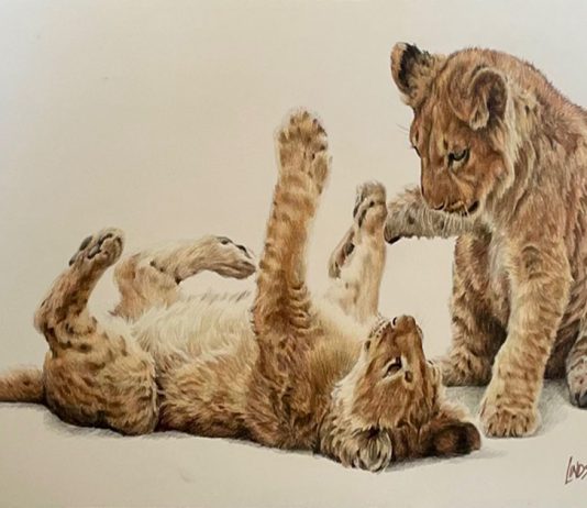 Lindsay Scott Two Cute wildlife colored pencil painting cat lion lioness