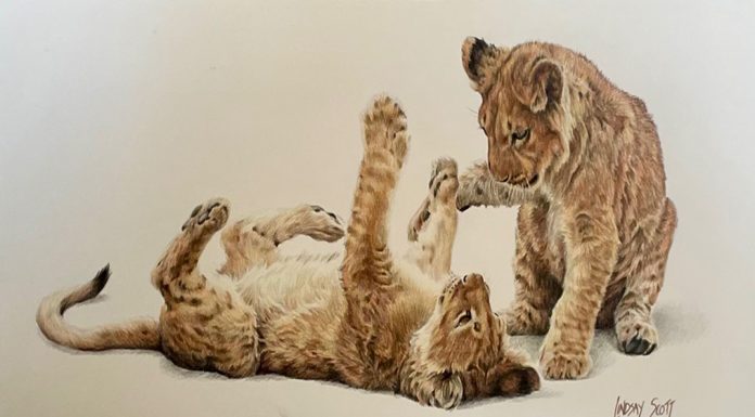 “Two Cute” Lindsay Scott Lindsay Scott Two Cute wildlife colored pencil painting cat lion lioness