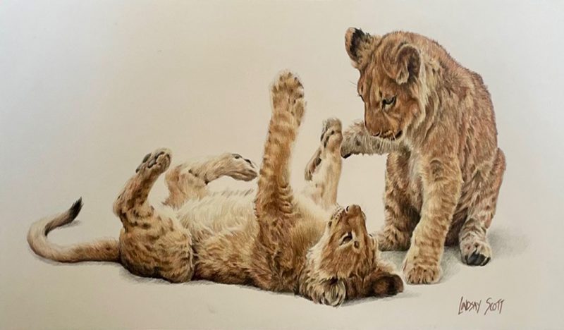 Lindsay Scott Two Cute wildlife colored pencil painting cat lion lioness