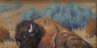 Keith Huey Bison Repose buffalo wildlife oil painting wilderness forest