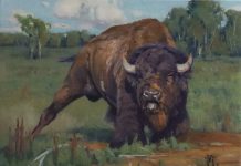 Keith Huey Ready To Roll buffalo wildlife oil painting wilderness forest roar