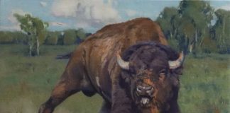 Keith Huey Ready To Roll buffalo wildlife oil painting wilderness forest roar