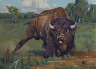 Keith Huey Ready To Roll buffalo wildlife oil painting wilderness forest roar