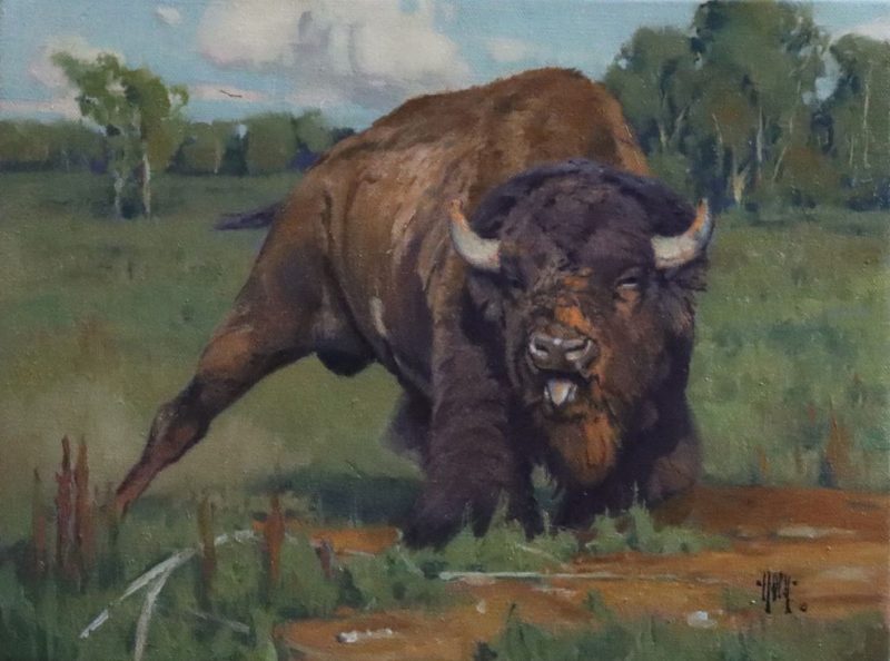 Keith Huey Ready To Roll buffalo wildlife oil painting wilderness forest roar